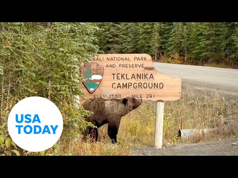 Watch: Itchy bear uses sign to scratch | USA TODAY