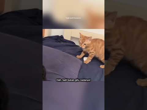 kucing ini lucu mau pukul tapi takut #shorts #short