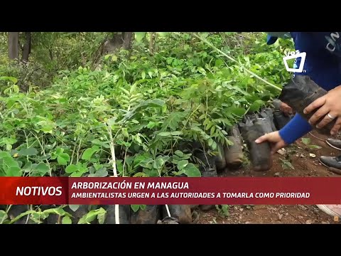 Siembra de árboles frutales debe ser una prioridad en Managua