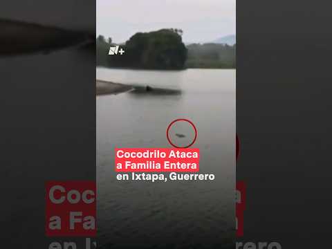 Cocodrilo ataca a familia entera en Ixtapa, Guerrero #nmas #ixtapa #cocodrilo #shorts