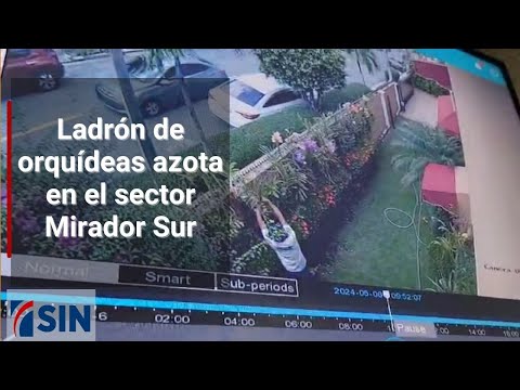 Ladrón de orquídeas azota en el sector Mirador Sur