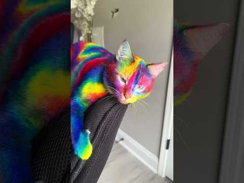 He’s The Most Noticeable Cat Ever 😂