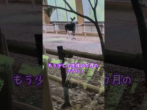 横浜ズーラシアで癒されるオカピ親子と飼育員の心温まるひととき サムネイル