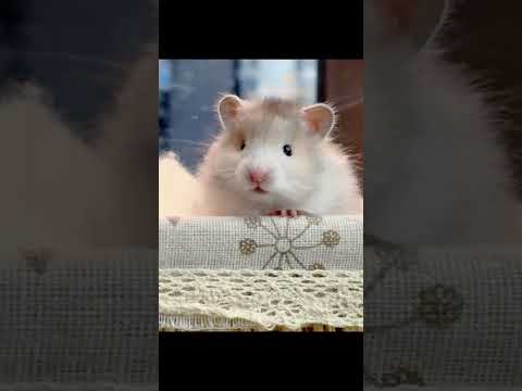 Baby why do you look so sweet #Golden Thread Bear#Poly-striped golden-threaded bear#Cute c