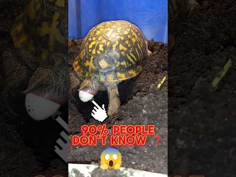 video-6/30 animal|turtle egg|#shorts #turtle #premadeewanaofficial