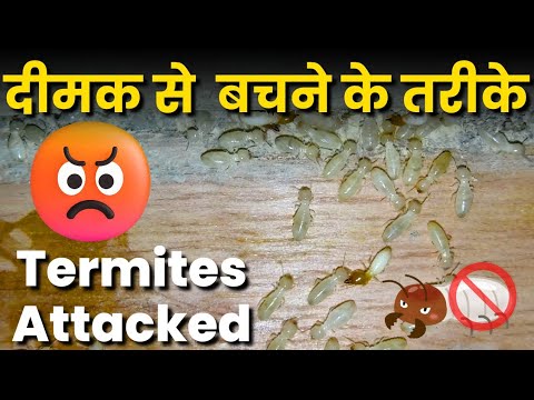 दीमक से बचने का तरीका | Termite Attack prevention | Termite safe woods | Termite Safety tricks