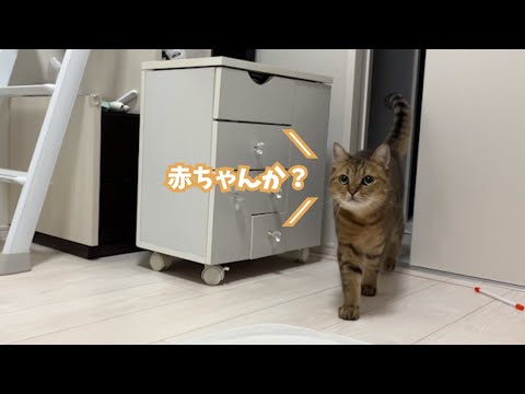 部屋の中で子猫を見つけるネコの微笑ましい様子とファンクラブ紹介 サムネイル