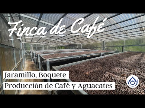 4.4 HA – Finca Productora de Café y Aguacates en Jaramillo Boquete. 6981.5000