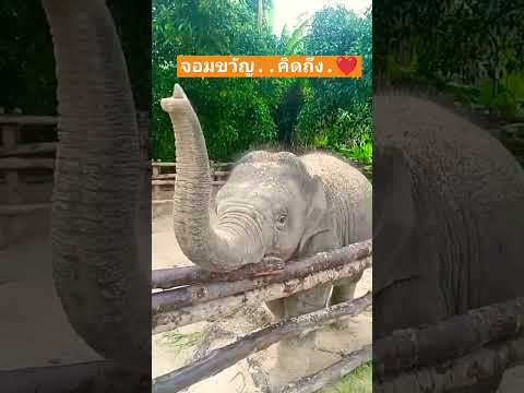 จอมขวัญelephantช้างน้อยน่ารั