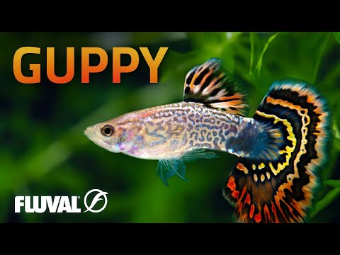 Species Spotlight | Guppy
