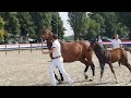 Show jumping horse DIARADO hengst veulen te koop