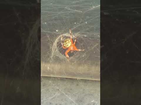 Orange orb spider, I believe. #nature #spider #shorts