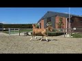 花样骑术矮种马 Nieuwe video FEI pony prospect