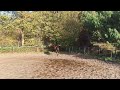 Dressage horse Dressuurpaard