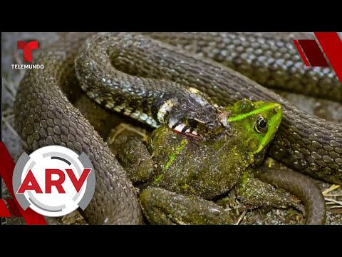 Encuentran serpiente que destripa y devora vivas a sus presas | Al Rojo Vivo | Telemundo