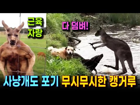 격투 기술의 원조 캥거루의 호전성과 인간 대결 (풀 뜯어먹는 근육질의 맹수 캥거루를 조심하세요. )