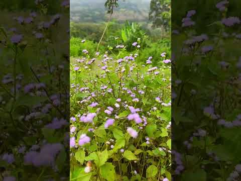 จุดชมวิวบ้านตะมะยูงอ.ศรีสาคร