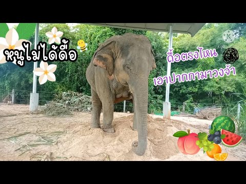 แม่มะลิเป็นผู้หญิงเรียบร้อยจริ แม่มะลิเป็นผู้หญิงเรียบร้อยจริ