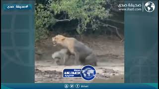 لبوه تصاب بحالة غريبة