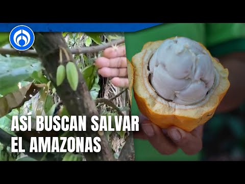 Cacao sostenible… una ruta para salvar el amazonas