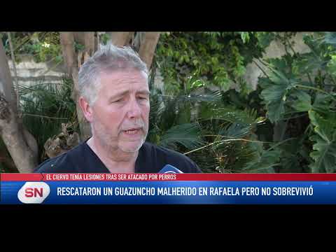 Rescataron a un guazuncho malherido en Rafaela pero no sobrevivió El ciervo tenía lesiones tras ser