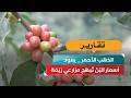 «الذهب الأحمر» يعود.. أسعار البُنّ تُبهج مزارعي رَيْمَة