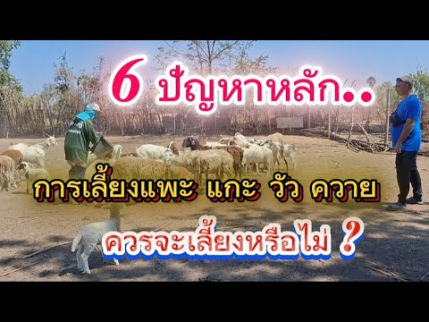 6ปัญหาหลักเลี้ยงแพะ,แกะ,วัว,