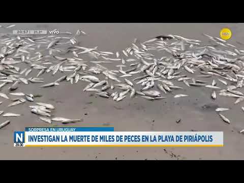 Piriápolis: investigan la muerte de miles de peces en la costa de la playa ?N20:30? 13-02-24