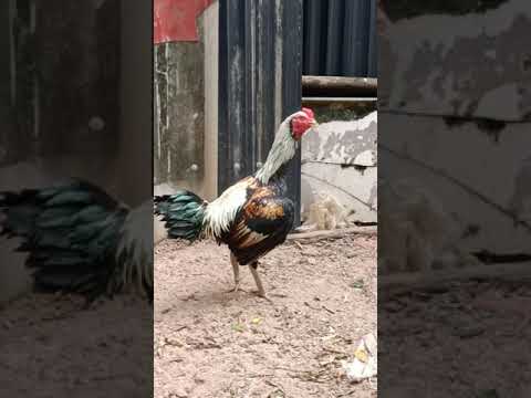 ไก่งามเพราะขนคนงามเพราะแต่ง ไก่งามเพราะขนคนงามเพราะแต่ง