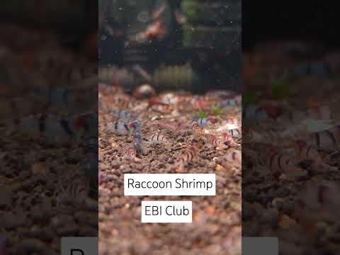 RaccoonShrimpatEbiclub