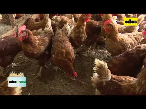 Gripe aviar en Uruguay y Argentina preocupan a Paraguay
