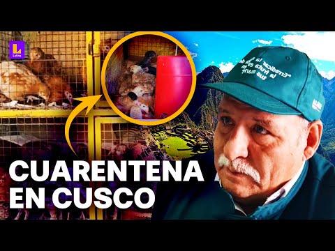Cuarentena por 30 días: Brote de gripe aviar en venta de pollos en Cusco