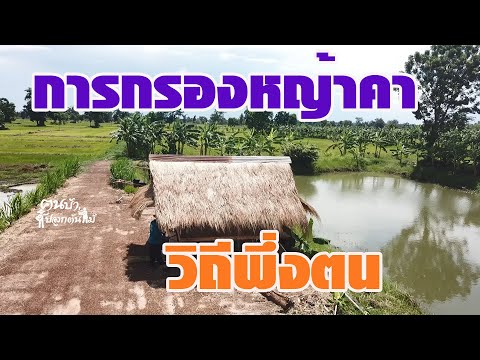 การกรองหญ้าคาคนบ้าปลูกต้นไม้ การกรองหญ้าคาคนบ้าปลูกต้นไม้