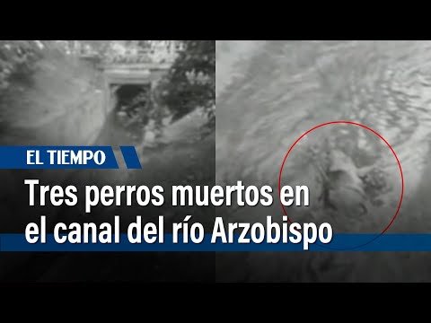 Encontraron tres perros muertos en el canal del río Arzobispo | El Tiempo