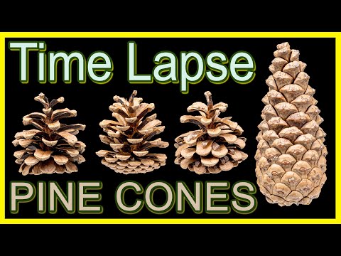 Pine Cones Open and Close in Response to Weather Biological