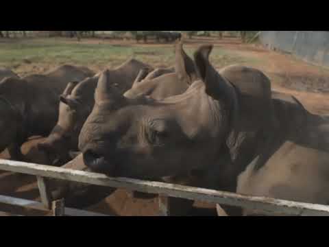 Por el mundo - Subastan mayor granja de rinocerontes del mundo