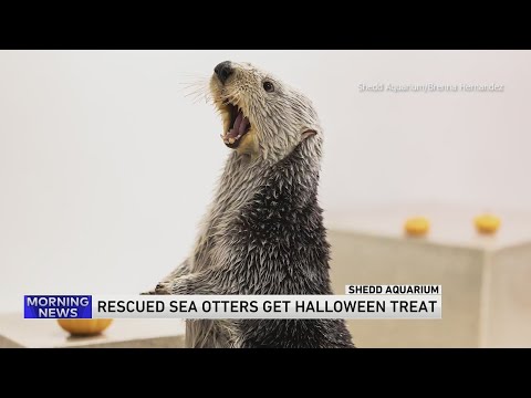 Shedd Aquarium otters enjoy Halloween fun with pumpkin enrichment activity