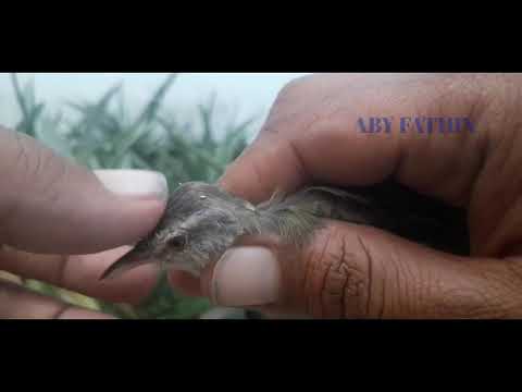 MENGENAL CIRI PRENJAK SAWAH KLIK KLIK BETINA