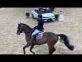 Show jumping horse 1 jarige tallentvolle sportmerrie Corlou PS x Kannan x Actionbreaker