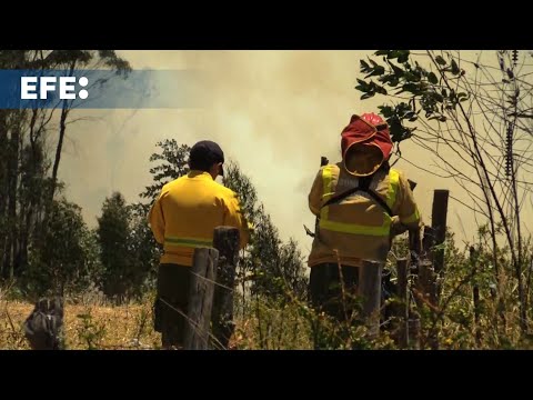 Incendios forestales devastan más 38.000 hectáreas en Ecuador