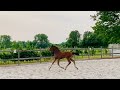 Dressage horse Dartel merrieveulen van Bonds (Benicio) x Just Wimphof (nannet-lijn)