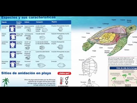 Tortugas marinas ticas cuentan con infografía elaborado por la ICT