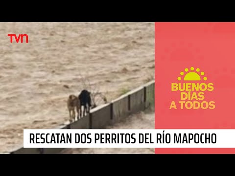 ¡Así fue el rescate de dos perritos atrapados en el río Mapocho! | Buenos días a todos