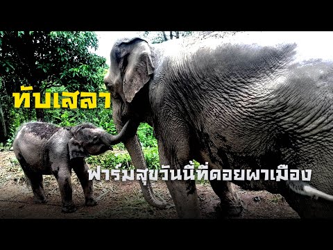 ทับเสลาโตแล้ว-วันนี้ของทับเสลา ทับเสลาโตแล้ว-วันนี้ของทับเสลา
