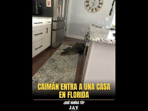 Caimán entra a una casa en Florida