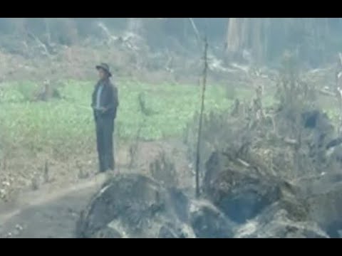 Agricultores afectados por los incendios forestales