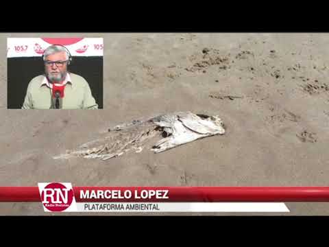 Aparecen Peces Muertos en las playas de Villa Gesell - Marcelo Lopez