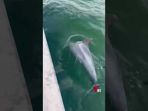 Delfín nada entre basura en la Bahía de Biscayne