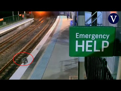 Un koala interrumpe el sistema ferroviario de Sídney tras colarse en una estación