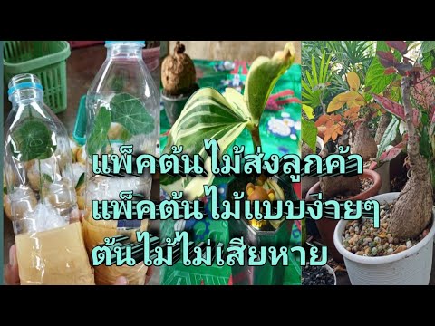 แพ็คต้นมะยมเงิน-มะยมทอง-ส่งลูก แพ็คต้นมะยมเงิน-มะยมทอง-ส่งลูก